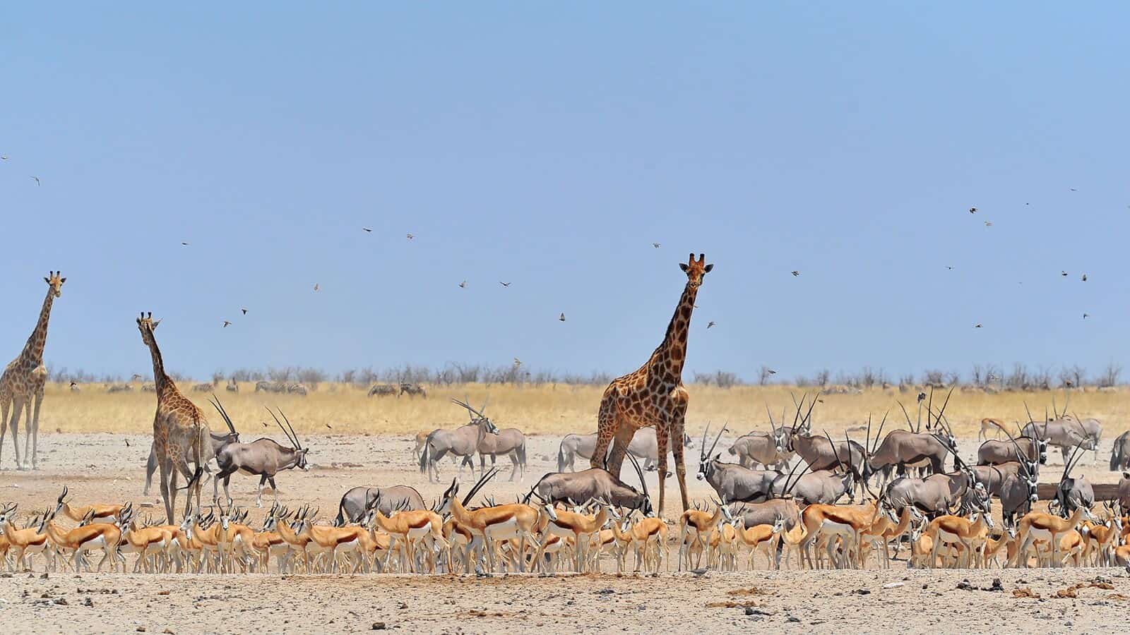 An assortment of wildlife on the savannah