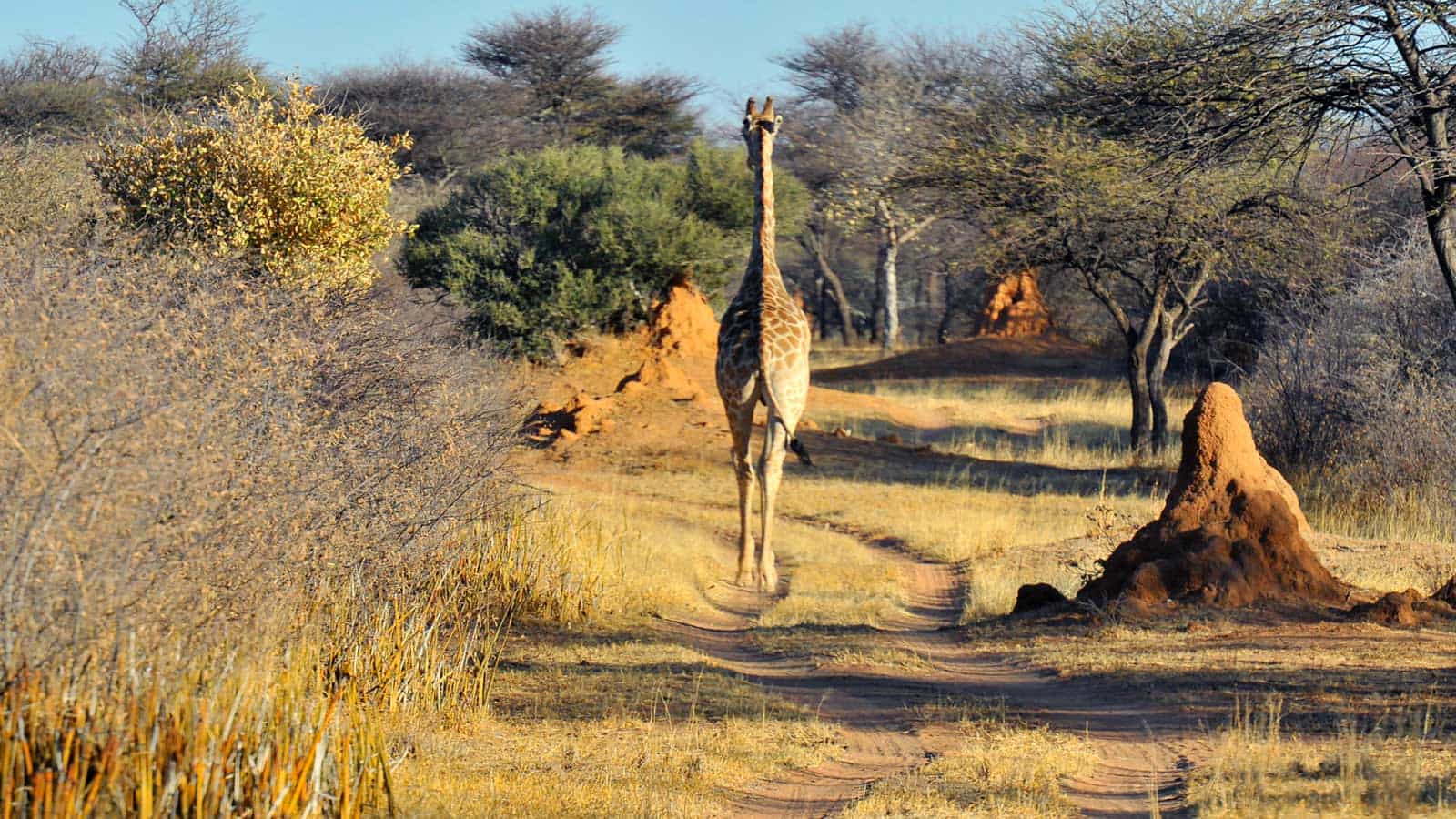 A giraffe on the savannah