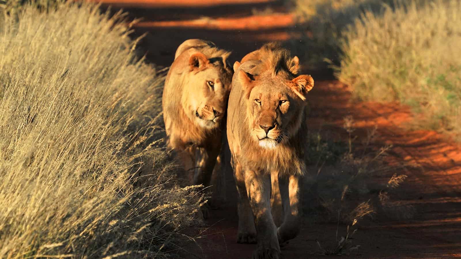 Lions on the savannah