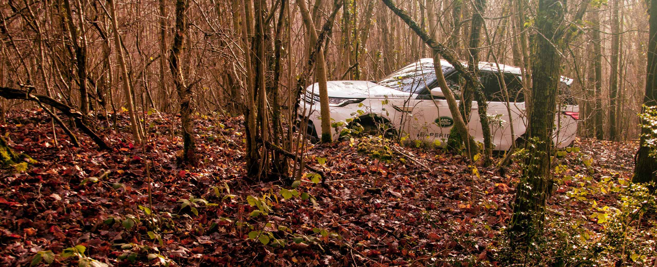 Range Rover moving in a forest off-road